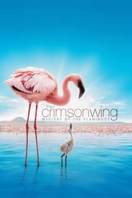 The Crimson Wing Mystery of the Flamingos 2008 720p BDRip Hindi x264 mkv