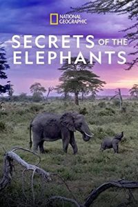 Secrets of the Elephants (2023) [Season 1] Web Series All Episodes [English Esubs] BluRay x264 480p 720p mkv